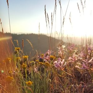 Meet your Posher, Carley